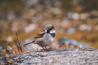 Close-up of bird perching on rock