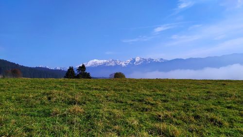 Scenic view of field against sky