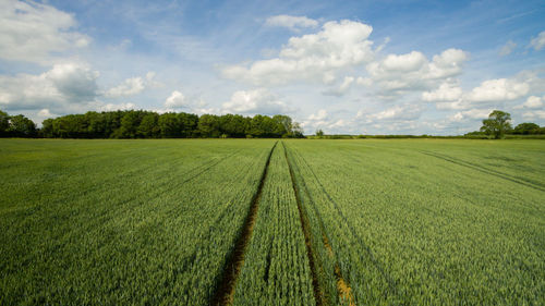 Scenic view of agricultural field against sky