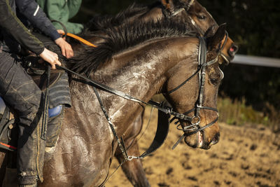 Race horse in a field