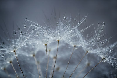 Close-up of raindrops on spider web