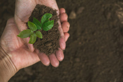 Cropped image of hand holding small plant