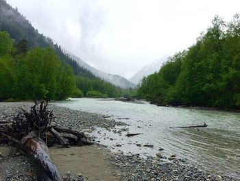 Scenic view of river in forest against sky