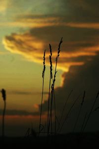 Plants against sky during sunset