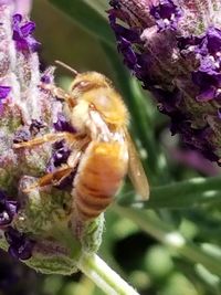 Close-up of bee pollinating on flower