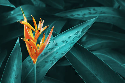 Orange heliconia flower with lush leaves background in dark blue green tone color