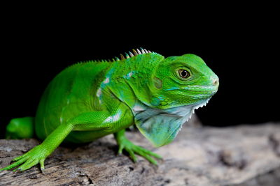 Green iguana, black background