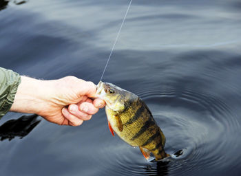 Close-up of hand holding fish in water