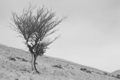 Bare trees on landscape