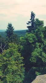 High angle view of tree in forest against sky