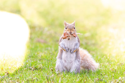 Squirrel sitting on grass