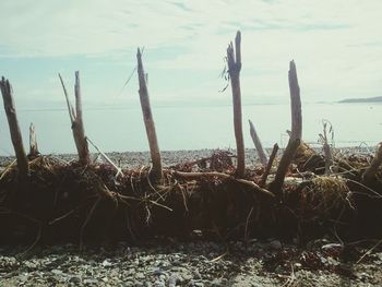 Plants growing on shore