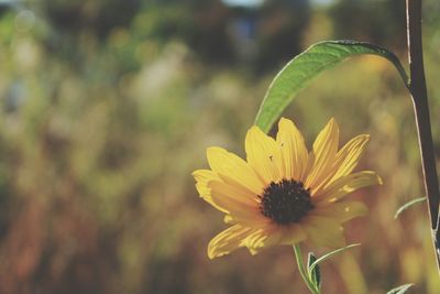 Close-up of yellow flower blooming outdoors