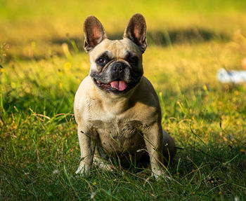 Portrait of dog on field