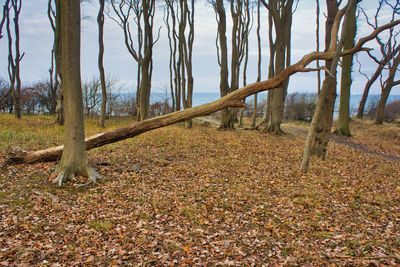 Trees on field during autumn