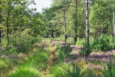 Scenic view of forest