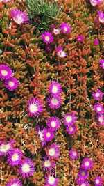 High angle view of purple flowering plants