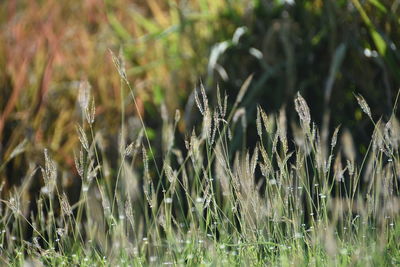 Close-up of crops growing on field