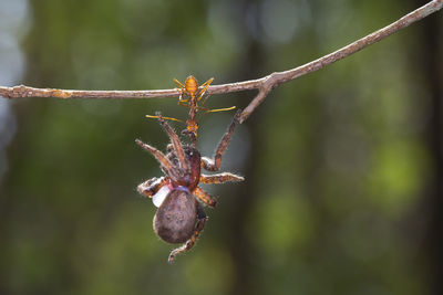 Close-up of ant carrying dead insect