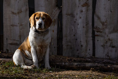 pet