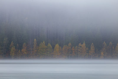 Scenic view of lake in forest