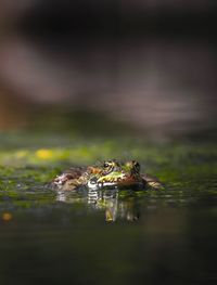 View of turtle swimming in lake