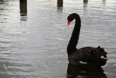 Swan swimming on lake