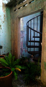 Plants growing in old abandoned building