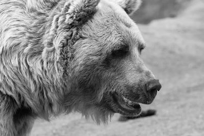 Close-up of dog outdoors