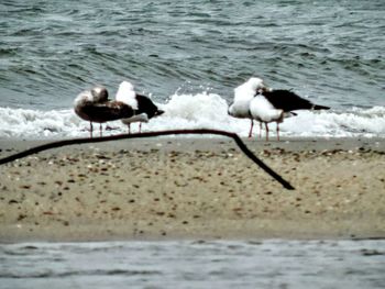 Seagulls on sea