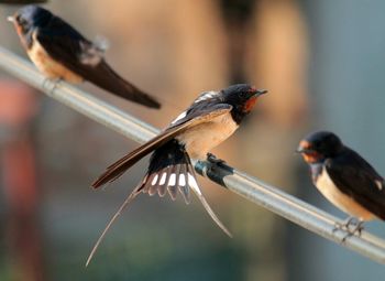 Close-up of bird perching on railing