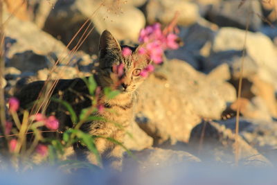 Portrait of cat relaxing on rock