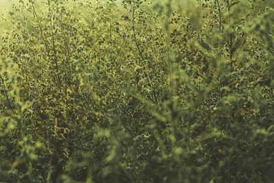 Full frame shot of plants on field