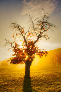 Tree on field against sky during sunset