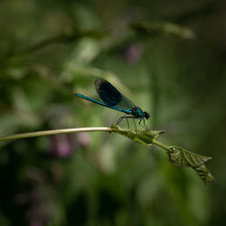 Close-up of insect on plant