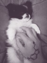 Cat sleeping on tiled floor