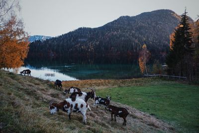 View of dogs on field by lake against sky