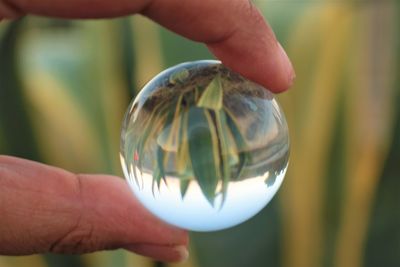 Cropped hand holding crystal ball