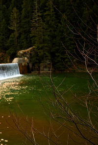 Scenic view of waterfall in forest