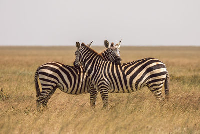 Zebra standing on field