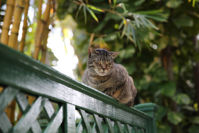 Close-up of cat relaxing on fence