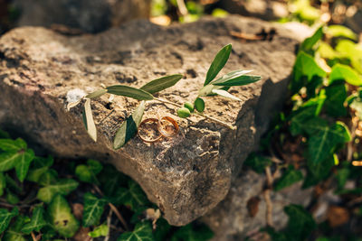 Close-up of lizard on leaves