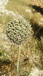 Close-up of flowering plant on field