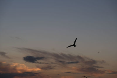 Low angle view of silhouette bird flying in sky