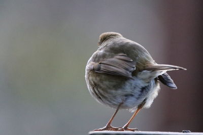 Close-up of bird perching outdoors