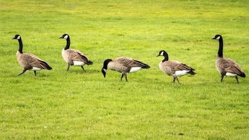 Flock of birds on grassy field