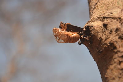 Close-up of crab on tree trunk