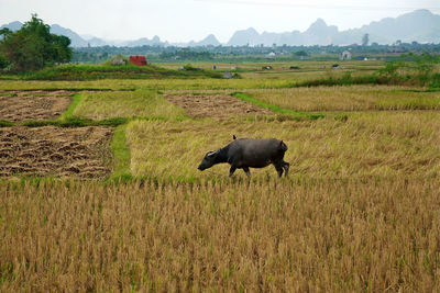 Water buffalo in a rice field in vietnam