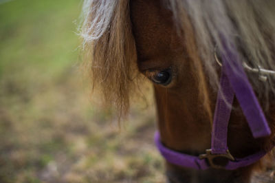 Close-up of horse on field