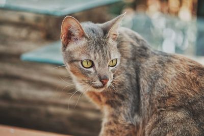 Close-up portrait of a cat looking away